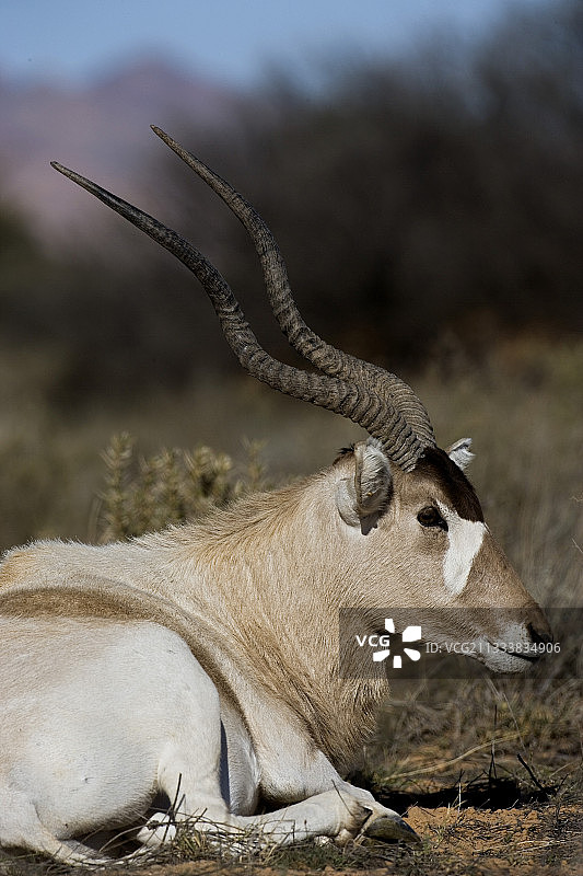 布赫德马国家公园内的弯角羚图片素材