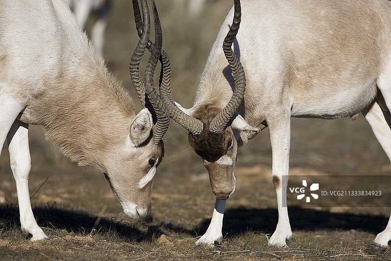 布-赫德马国家公园内非洲旋角羚的争斗图片素材