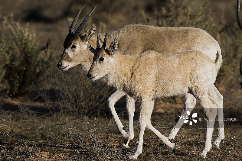 前往布-赫德马国家公园的年轻弯角剑羚图片素材