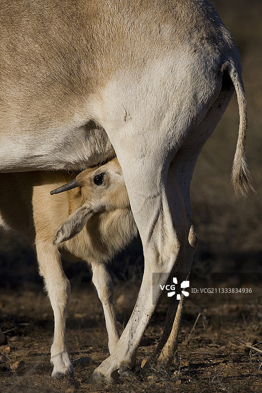 年轻的弯角剑羚在布-赫德马国家公园吸吮母亲的乳汁图片素材