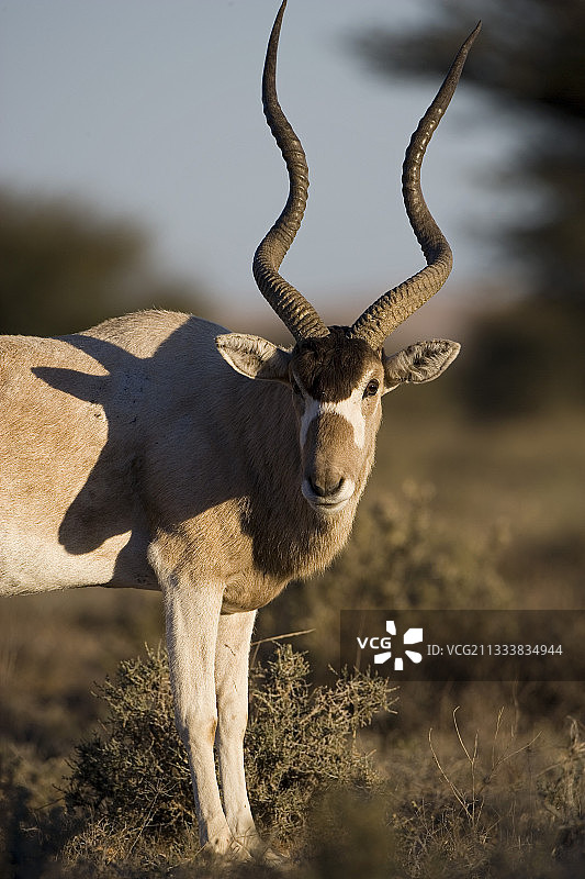 弯角大羚羊肖像图片素材