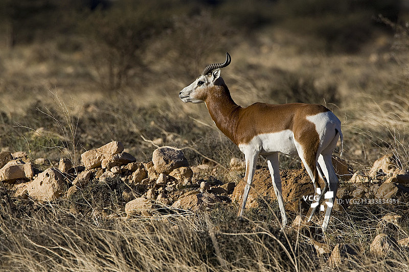 达玛瞪羚与布赫德马国家公园图片素材