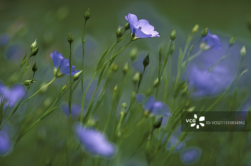 瑞士的亚麻花图片素材