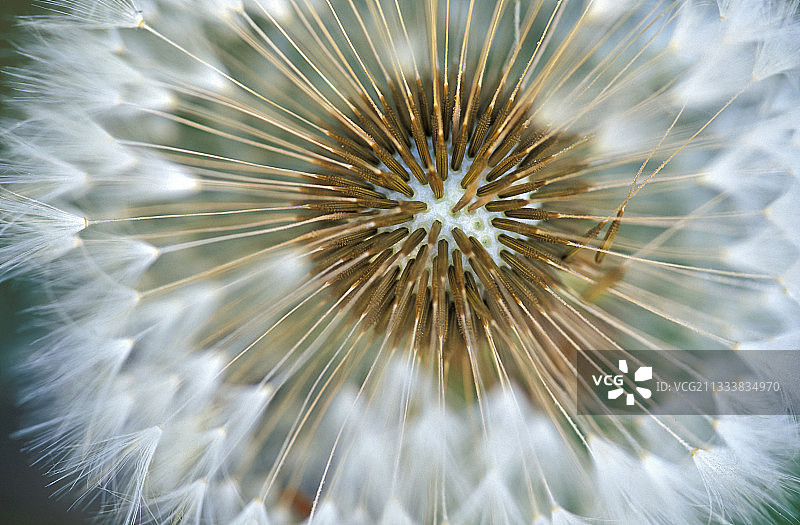 蒲公英的种子图片素材