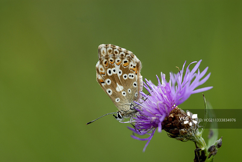 靠近鲁伊法克图片素材