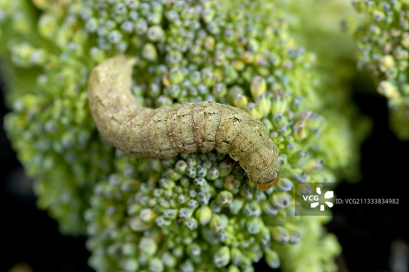 夏季西兰花上的夜蛾毛虫图片素材