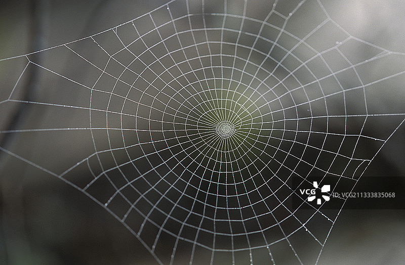 瑞士灌木丛中的蜘蛛网图片素材