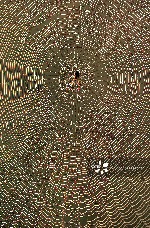 位于网中央的蜘蛛图片素材