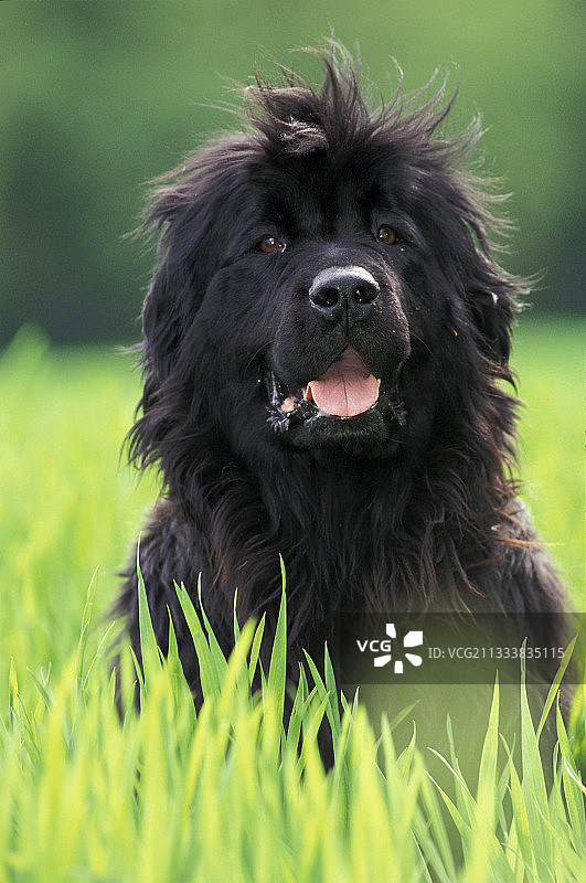 坐在草地上的纽芬兰犬画像图片素材