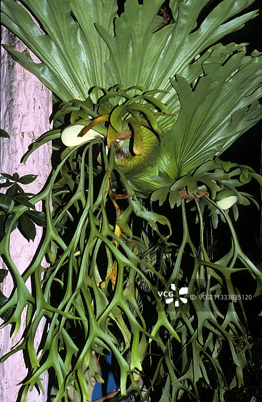 越南的鹿角蕨图片素材