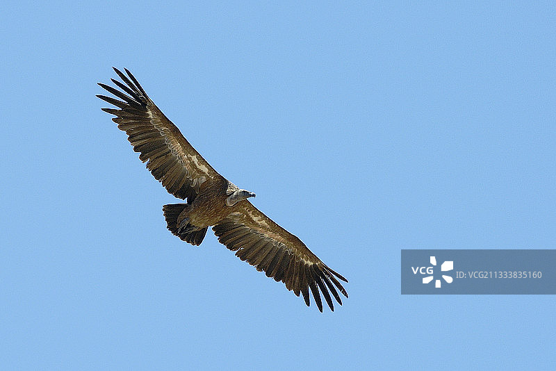 西班牙阿尔巴云峡谷的欧亚鹫保护区图片素材