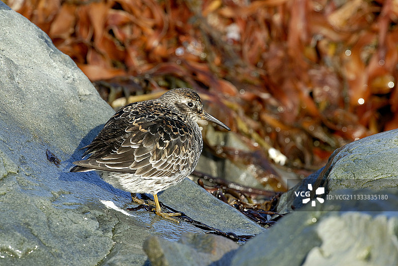 瓦朗厄尔挪威半岛的紫鹬图片素材