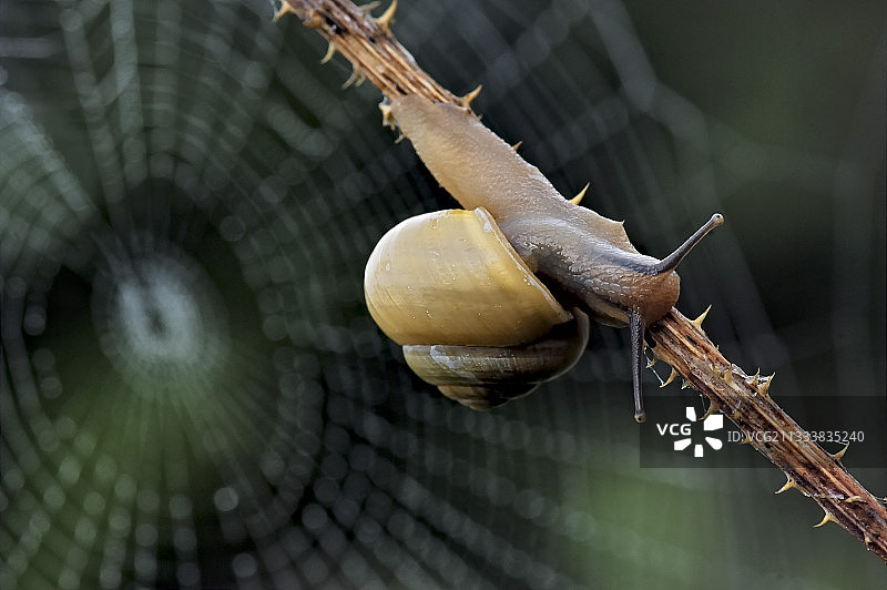 荆棘和蜘蛛网底部的蜗牛图片素材