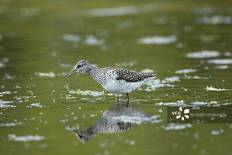 在芬兰凯沃国家公园唱歌的矶鹬图片素材