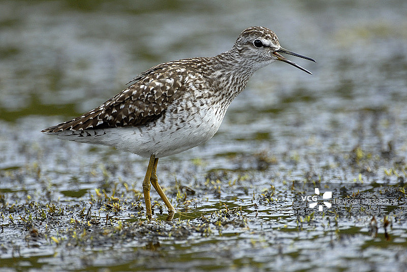在芬兰凯沃国家公园唱歌的矶鹬图片素材