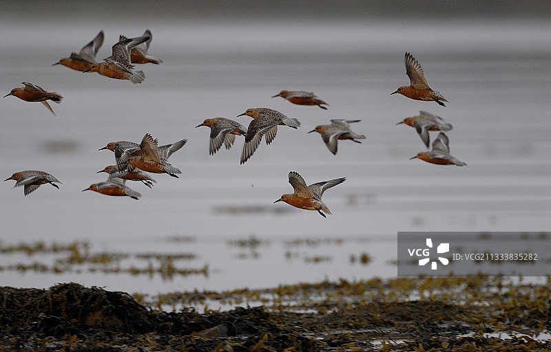 在挪威瓦朗厄尔半岛的红腹滨鹬图片素材