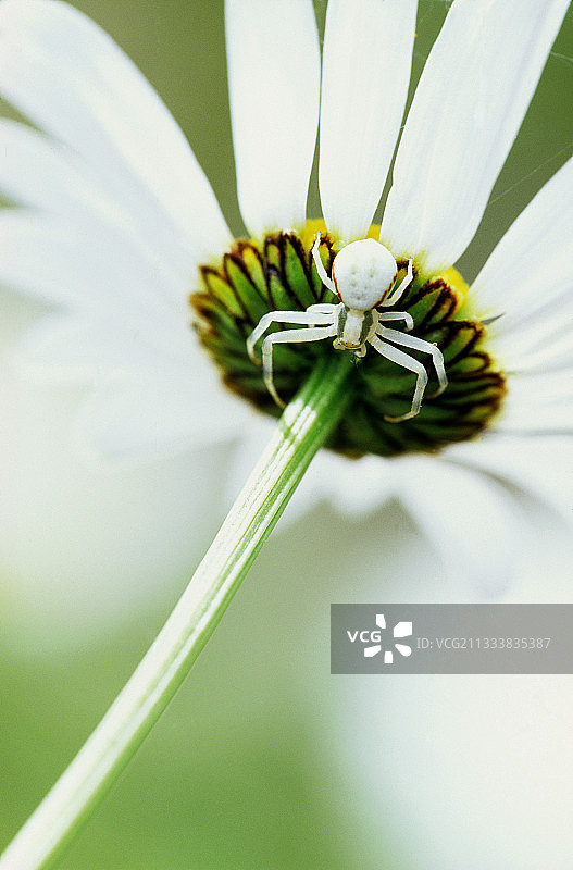 雏菊下的雌性金rod花蜘蛛，瑞士图片素材