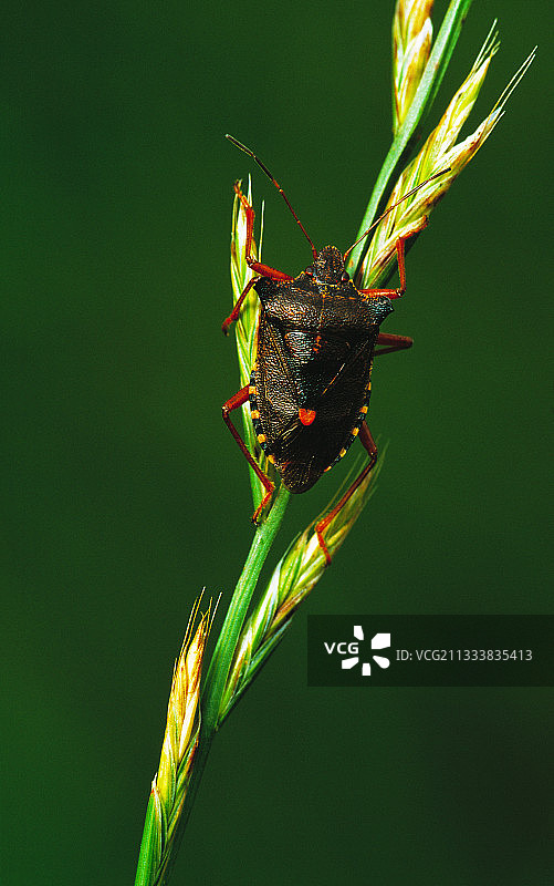 瑞士禾本科植物上的森林昆虫图片素材