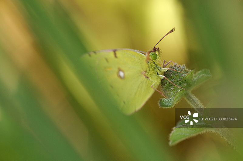 停留在薄荷花上的淡黄粉蝶，法国旺代图片素材