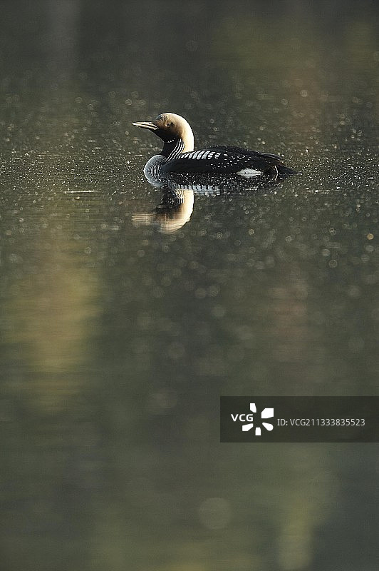 黑喉潜鸟，芬兰图片素材