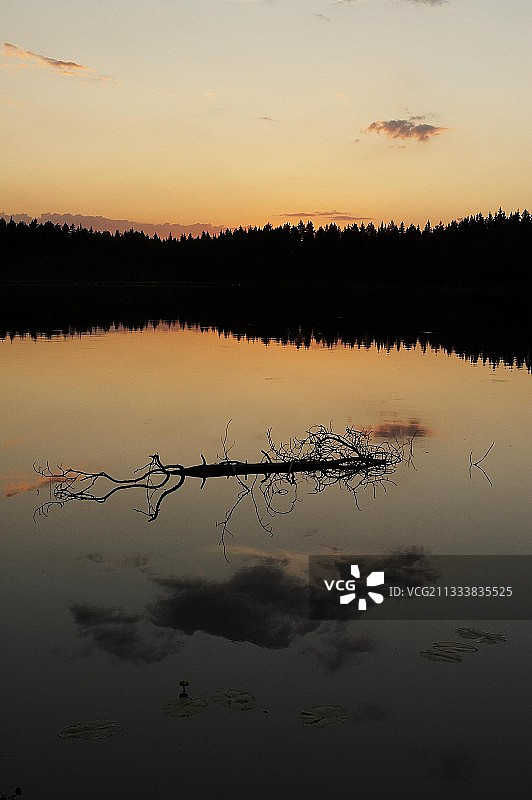 芬兰泰加林日落图片素材