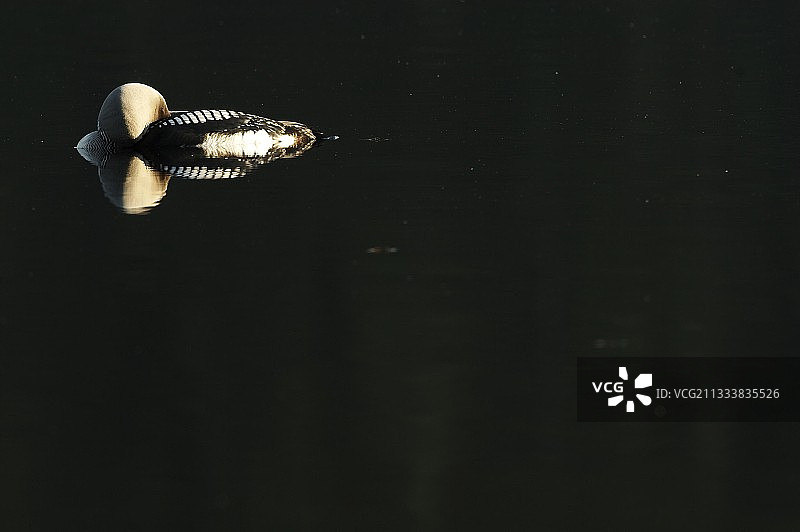 黑喉潜鸟，芬兰图片素材