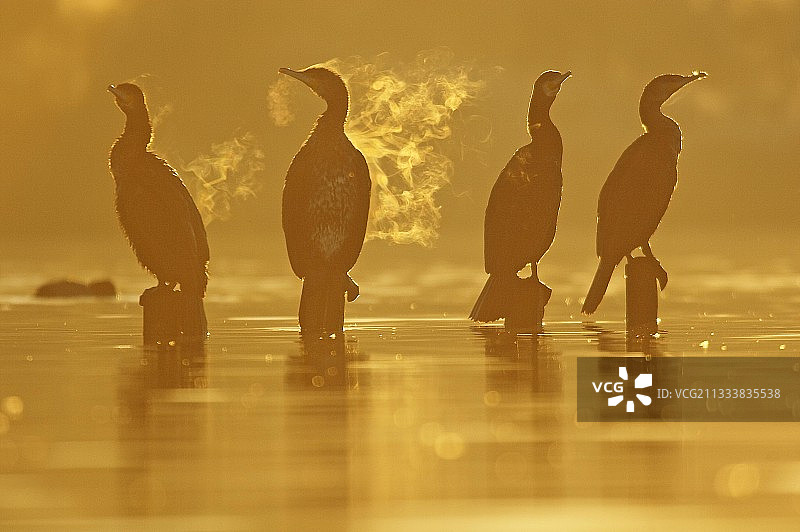法国贝雷池塘的普通鸬鹚图片素材