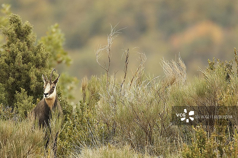 法国韦尔东峡谷高原上的欧洲狍图片素材