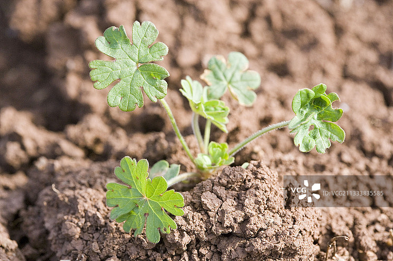法国田野中的天竺葵幼苗图片素材