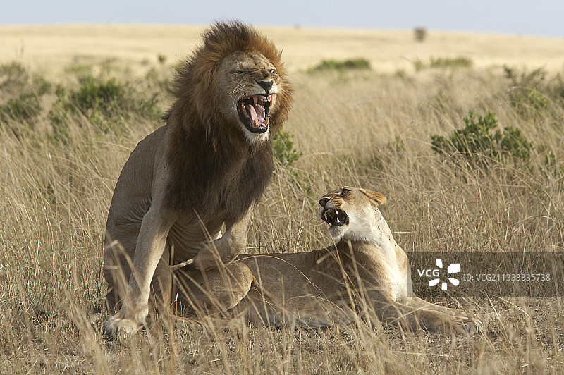 肯尼亚马赛马拉保护区狮子交配图片素材