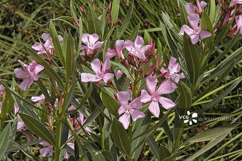 夹竹桃花图片素材