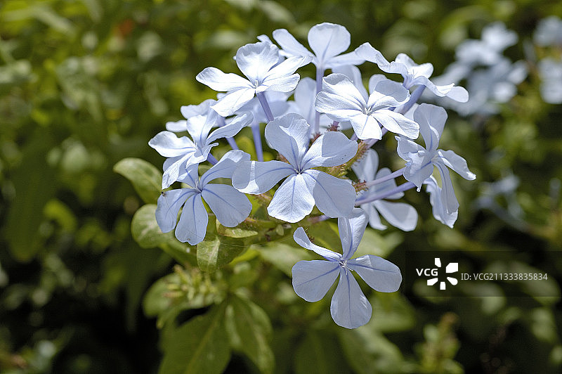 蓝雪花图片素材