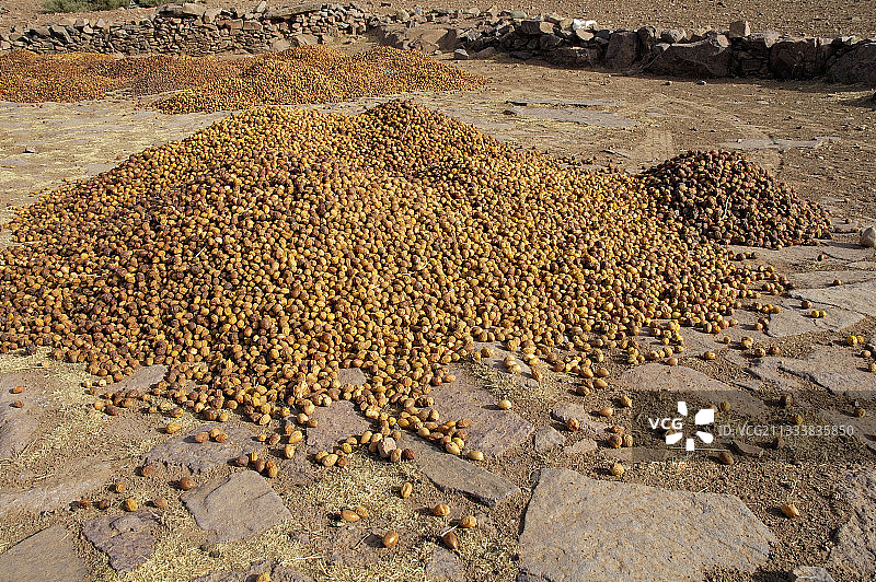 摩洛哥阿甘果丰收图片素材