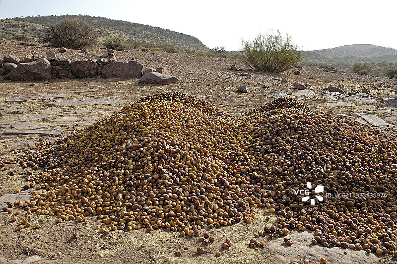 摩洛哥坚果丰收图片素材