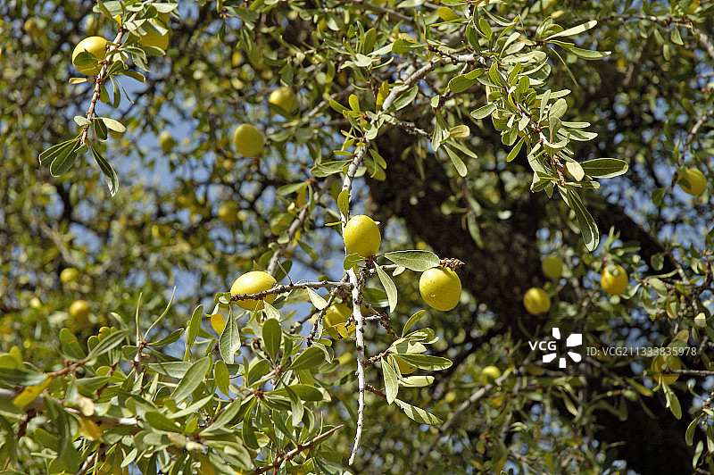摩洛哥树上的坚果仁图片素材