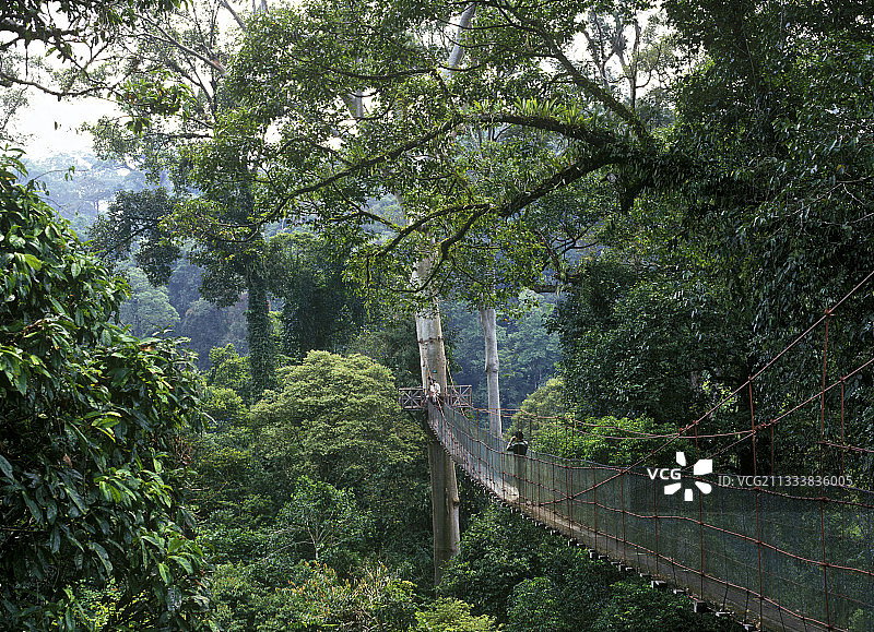 马来西亚树冠走道图片素材