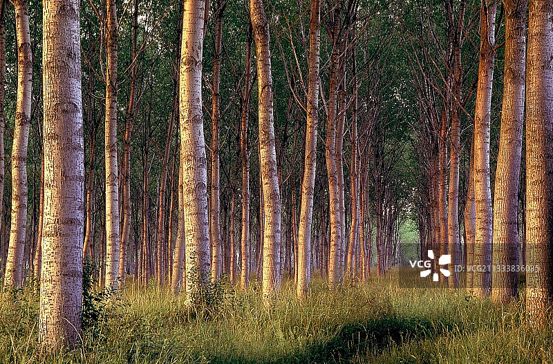 法国的白杨树种植园图片素材