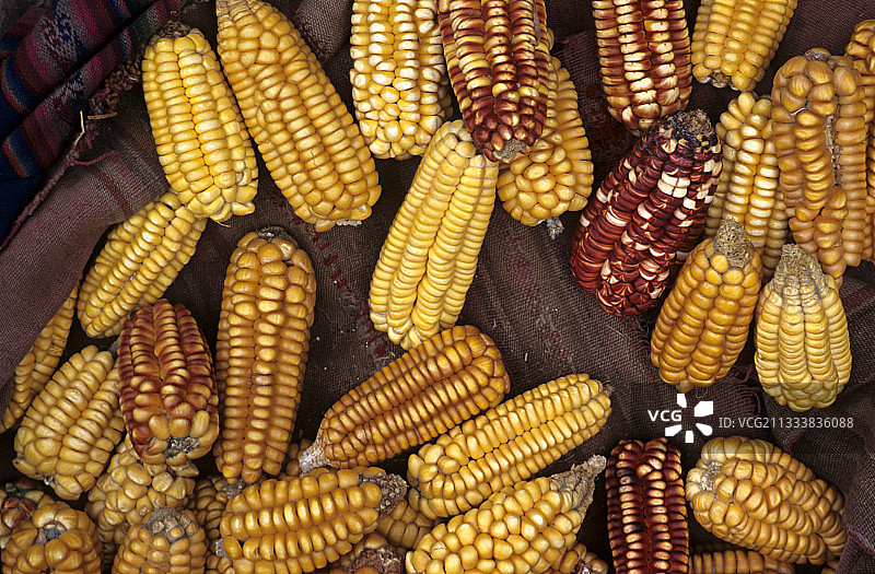 玉米穗图片素材