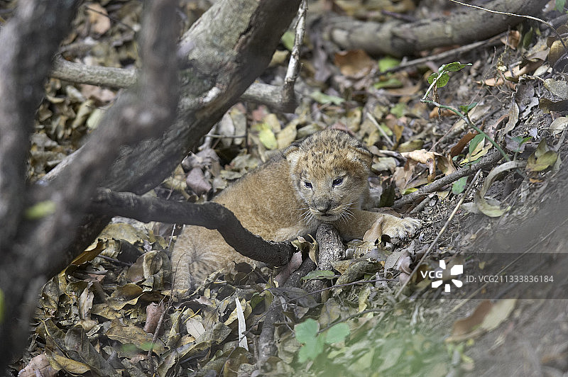 肯尼亚马赛马拉保护区一周大的小狮子图片素材