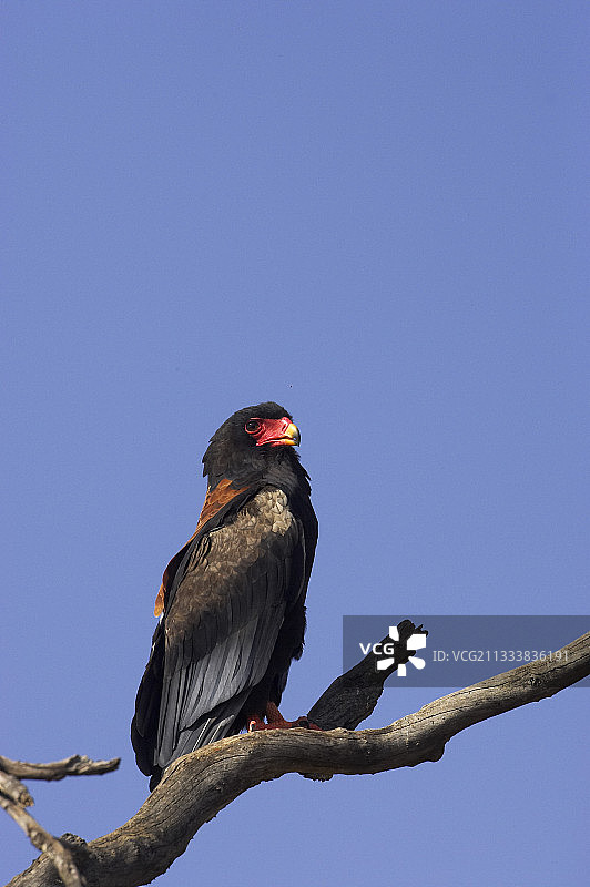 肯尼亚马赛马拉的幼年Bateleur图片素材
