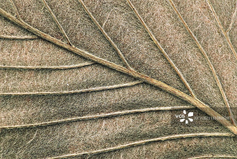 叶脉细节图片素材