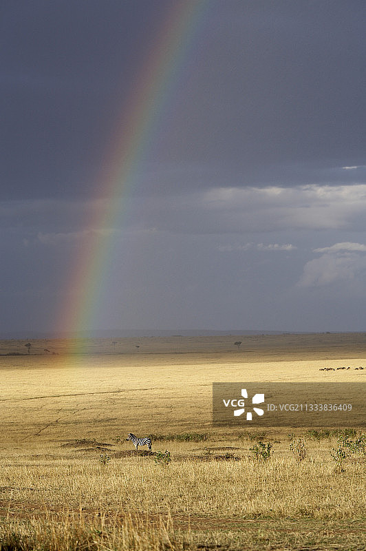 在肯尼亚马赛马拉保护区彩虹下的葛氏斑马图片素材