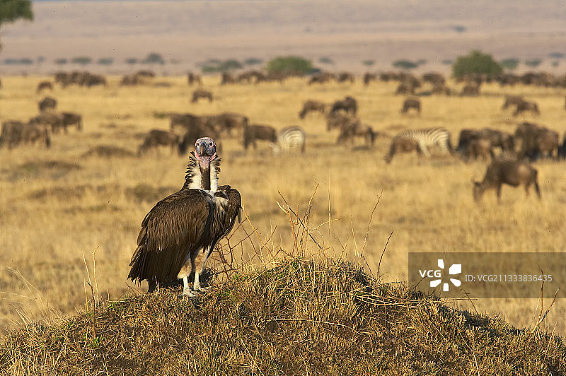 肯尼亚马赛马拉保护区的秃鹫图片素材