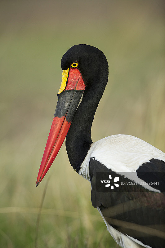 肯尼亚马赛马拉保护区的鞍嘴鹳图片素材