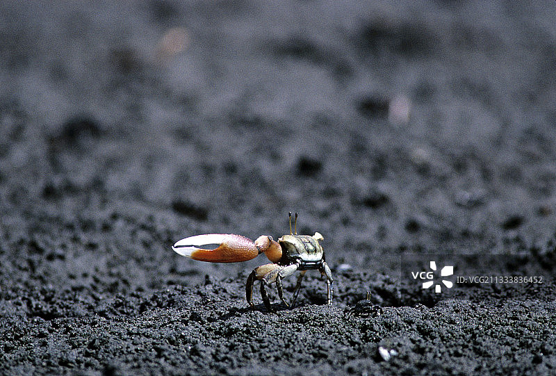 圣罗萨哥斯达黎加沙滩上的雄性沙蟹图片素材