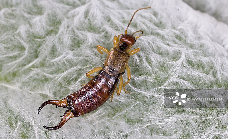 法国叶子上的普通蠼螋图片素材