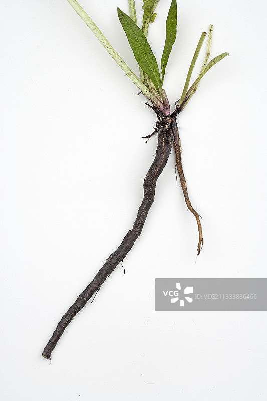 聚合草图片素材