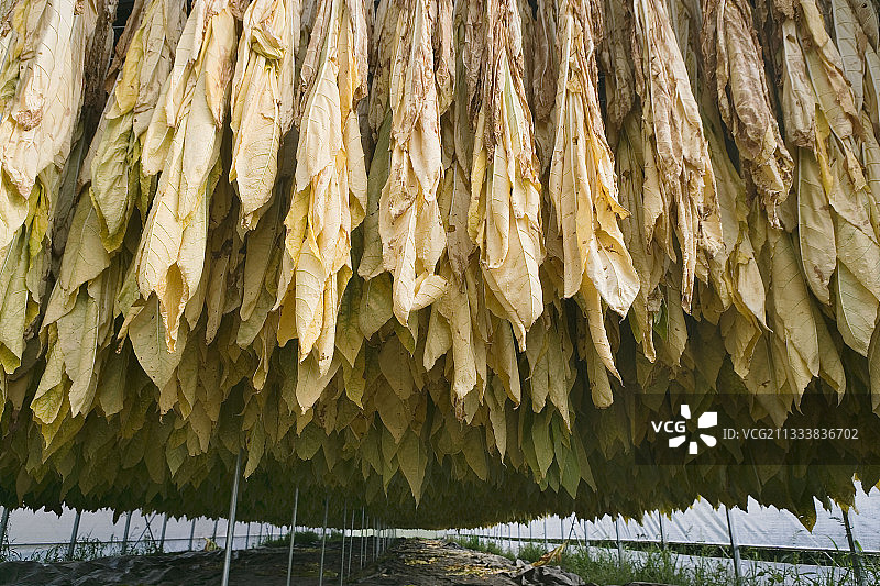 法国巴斯克地区的烟草晾晒棚图片素材