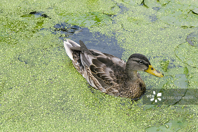 在荷兰藻类覆盖的河道中的鸭子图片素材