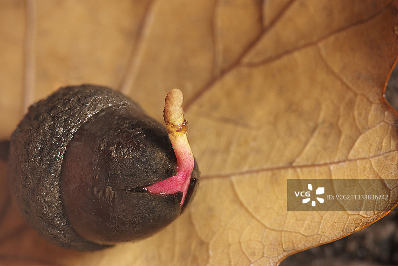 法国的英国栎树橡子发芽图片素材